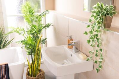 La planta que puede contrarrestar los efectos de la humedad en el baño; descubre sus beneficios