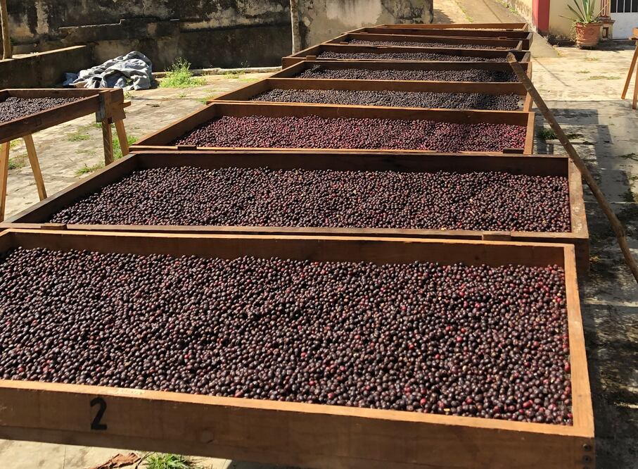 Los productos proveniente de Guatemala, como café y macadamia no podrán ingresar a China, por una prohibición impuesta a las importaciones. Foto: especial