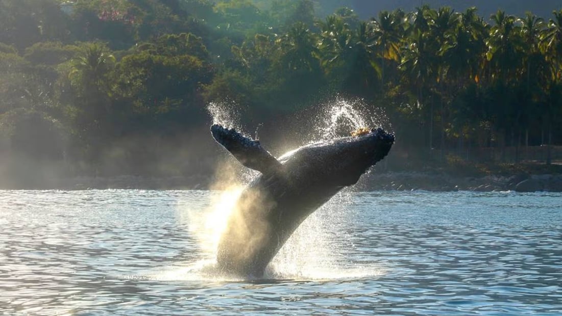 Foto: Vallarta Adventures