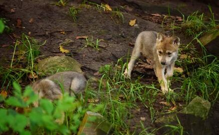 6 Mexican wolf cubs born at Chapultepec Zoo
