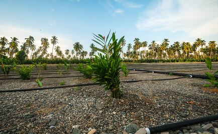 La estrategia de la Industria Mexicana de Coca-Cola con la que busca cuidar los recursos hídricos