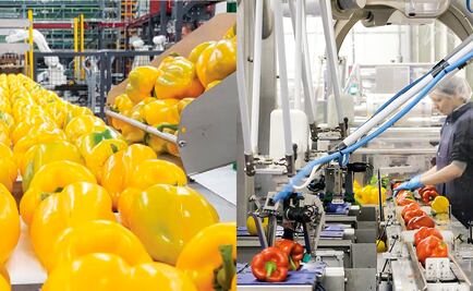 Cuatro consejos para prevenir la contaminación de alimentos