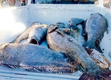 Detienen a presunto líder del Cártel del Mar, dedicado al tráfico de Totoaba en Baja California