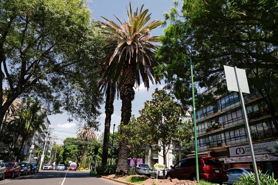PALMERAS,SUSTITUIDAS POR NUEVO ARBOLADO