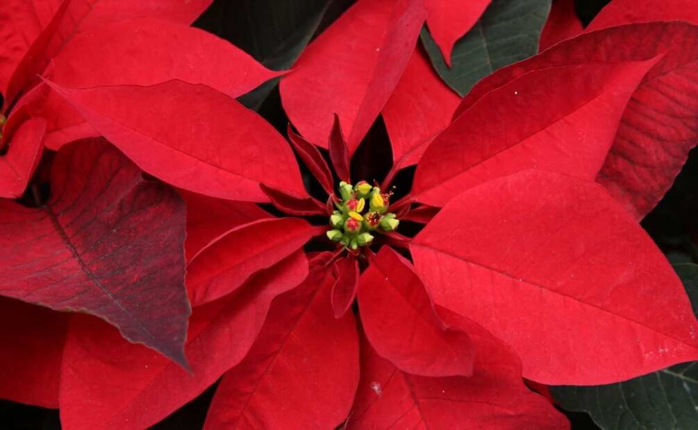 La altura mínima de los árboles navideños es de 1.5 metros y los precios van de los 900 a tres mil pesos, dependiendo de su tamaño, mientras que las flores de nochebuena costarán de 60 a 300 pesos. Foto: Especial