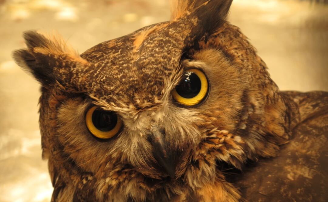 Archivo / EL UNIVERSAL