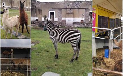 Aseguran 29 animales en rancho de edil poblano