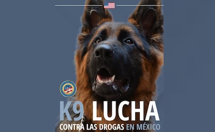 Perros donados por EU combaten tráfico de drogas en México: Embajada; incautan 500 mil pastillas de fentanilo con su ayuda