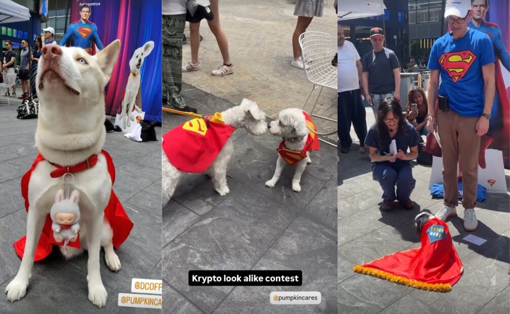 Decenas de perros participaron con sus mejores disfraces. Foto: Captura de pantalla 'Instagram'