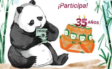 Xin Xin, la panda mexicana, celebra su cumpleaños 35; convocan a concurso de dibujo en su honor