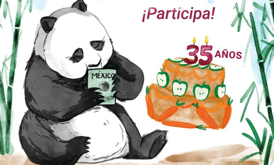 Celebra el cumpleaños 35 de Xin Xin, la  panda mexicana (06/05/2025). Foto: Captura de pantalla