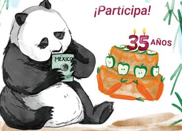 Xin Xin, la panda mexicana, celebra su cumpleaños 35; convocan a concurso de dibujo en su honor