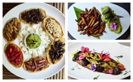 ​Entérate. Dónde comprar insectos comestibles