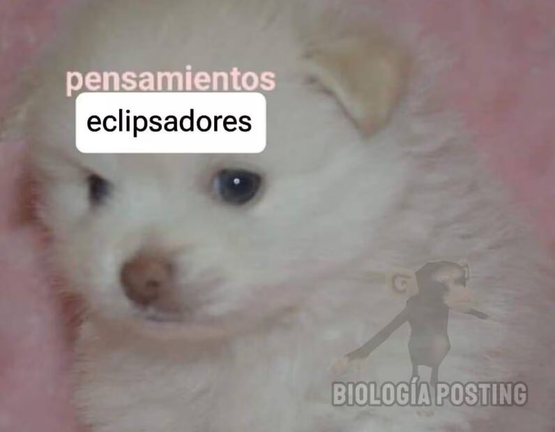 Foto: Vía X