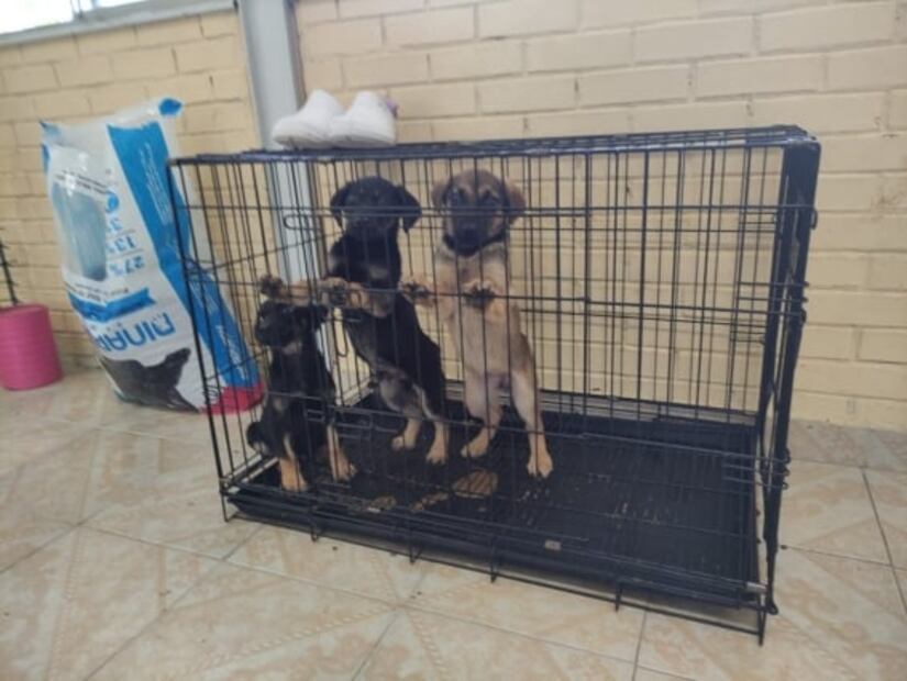 Ejército crea refugio para perritos que deambulan en obras de Santa Lucía