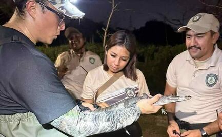 Capturan a cocodrilo en Parque Ecológico de Mérida