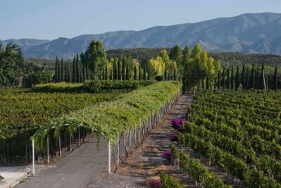 Cuánto cuesta visitar el viñedo más antiguo de América