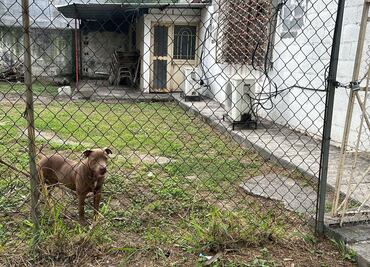 Pitbull ataca a estudiantes en secundaria de Monterrey, Nuevo León; hay seis lesionados