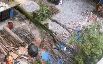 Talan a “Eugenito” en la colonia Del Valle; vecinos acusan a constructora de actuar sin permisos