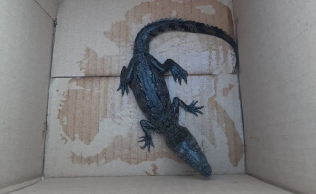 Rescatan a cría de cocodrilo que sería enviada por paquetería en una caja de cartón