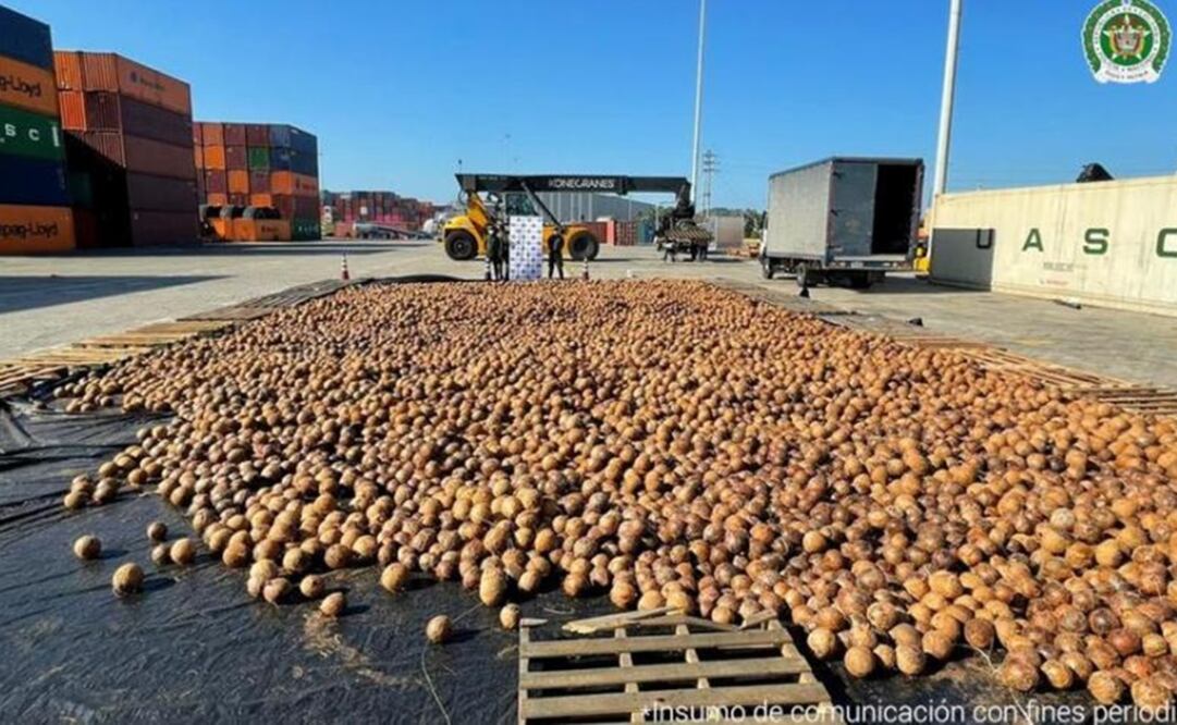 Los cocos tenían como destino Europa.  Foto: Fiscalía