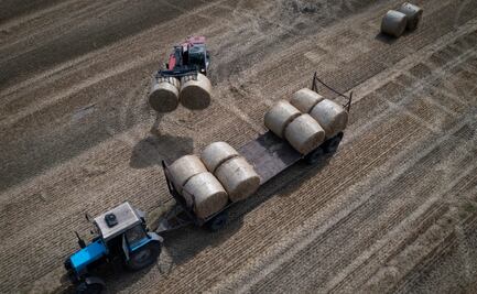 Polonia, Hungría, Rumania, Eslovaquia vetarán el grano ucraniano hasta fin de año para proteger sus mercados