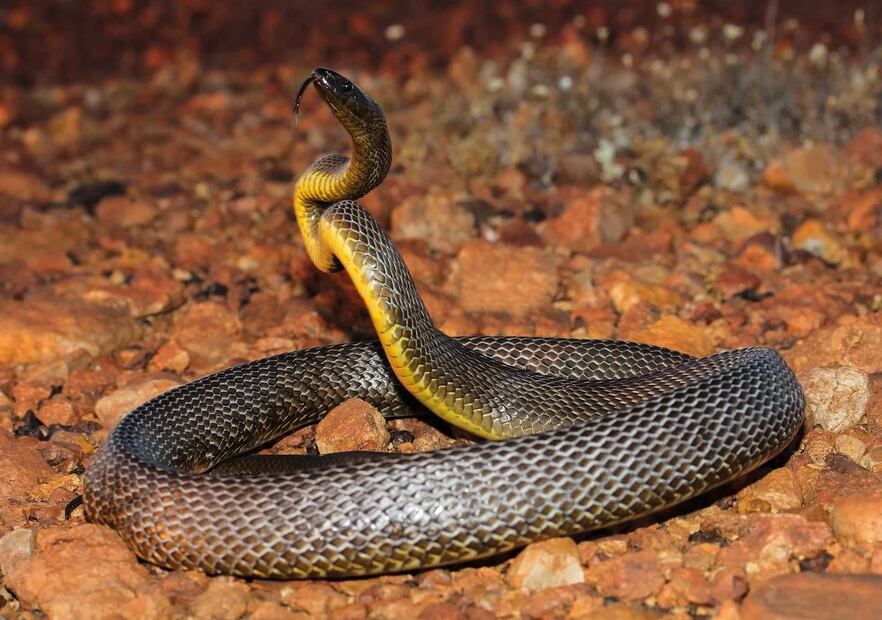 Podemos definir la peligrosidad de un animal o un ser vivo en términos de fuerza, muerte causada, velocidad o estrategia, sabemos que hay muchas variables. Foto: Archivo / EL UNIVERSAL