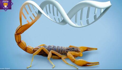 Con veneno de alacrán, científicos de la UNAM desarrollan toxina que inhibe cáncer