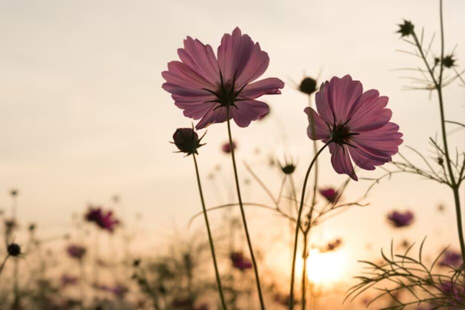 Polen en las plantas. fuente: Freepik