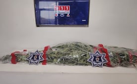 Aseguran planta de marihuana en canal de irrigación de Ciudad Juárez; no hay detenidos