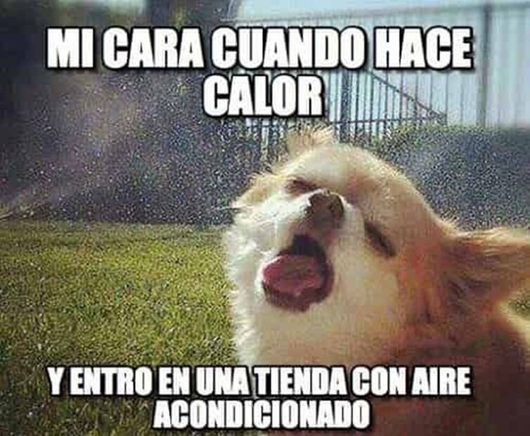 Memes por las altas temperaturas en México. Foto: Redes Sociales