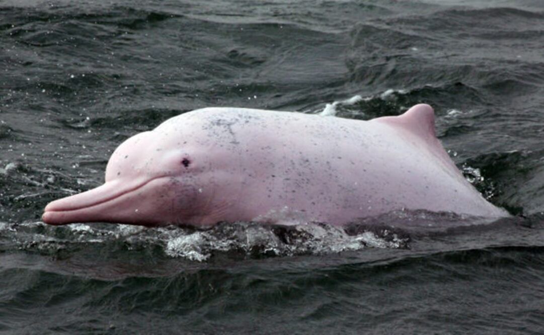La especie 'Inia geoffrensis. Foto: HK Dolphin Conservation Society / Agence France-Presse