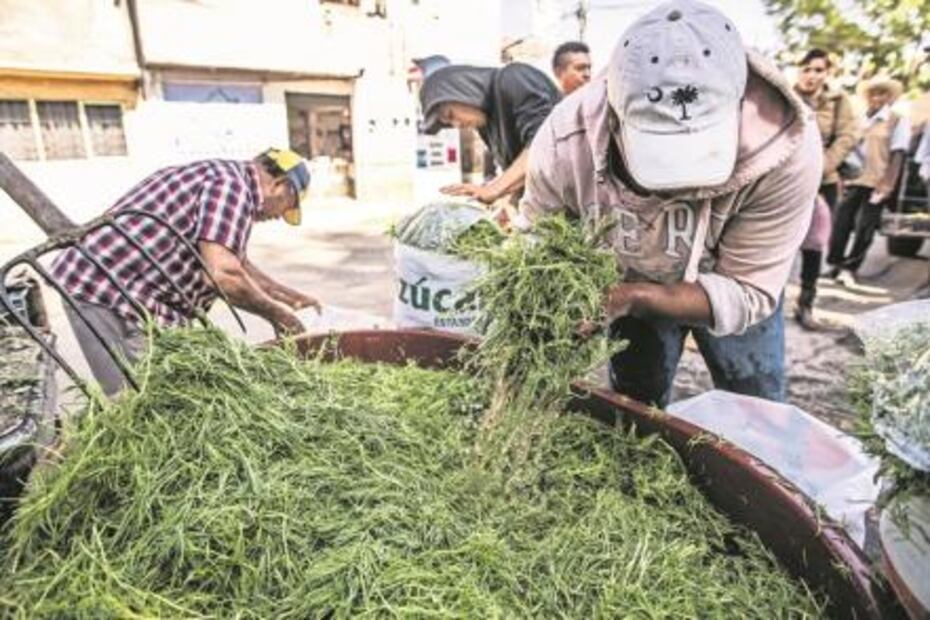 Romeritos. Cultivo de tradición para la cena de Navidad