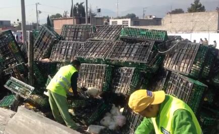 Vuelca tráiler con 25 toneladas de gallinas vivas en Ecatepec
