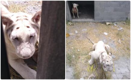 Abandonan un tigre blanco y un pitbull en iglesia de Matamoros