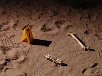 Reiniciarán trabajos de excavación en fosas irregulares de Morelos