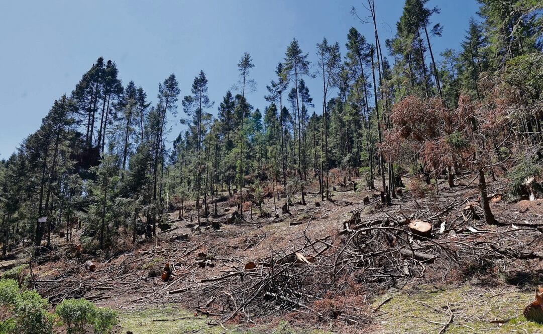 El comisariado de San Miguel Mimiapan asegura que se ha recuperado 70% de la diversidad de árboles. Foto: Alejandro Vargas | El Universal