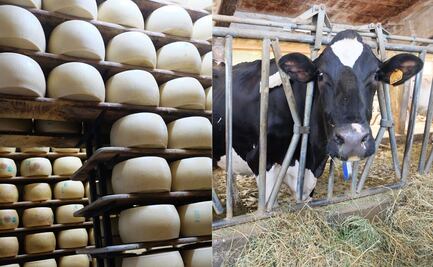 El regalo de la llanura padana: el Parmigiano Reggiano