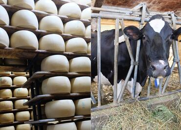 El regalo de la llanura padana: el Parmigiano Reggiano