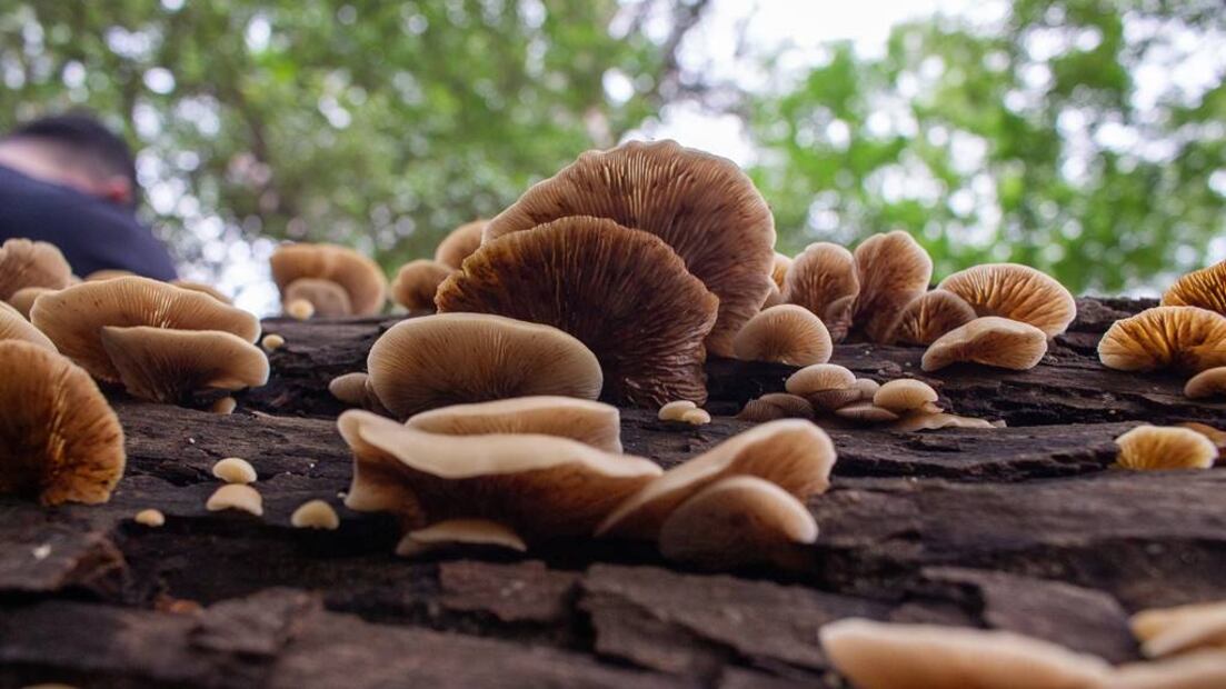 Foto: Bosque de Chapultepec