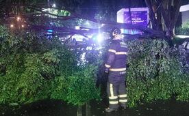 Reportan árboles y postes caídos por lluvias de esta madrugada en CDMX; también se atendieron encharcamientos
