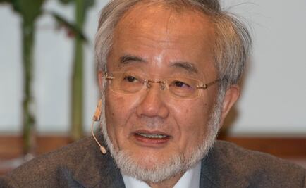 Yoshinori Ohsumi y el Nobel por descubrir cómo las células se “autocomen”: el proceso del reciclaje celular
