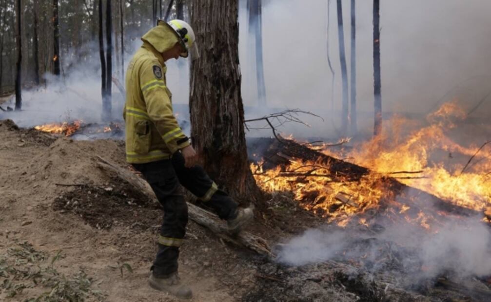 Lanzan zanahorias para animales afectados por los incendios en Australia