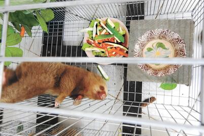 Ponen en cuarentena a 47 animales en zoológico
