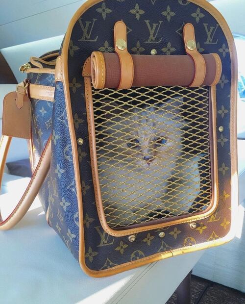 Día Internacional del Gato: Conoce a Choupette, la gata más rica de la moda