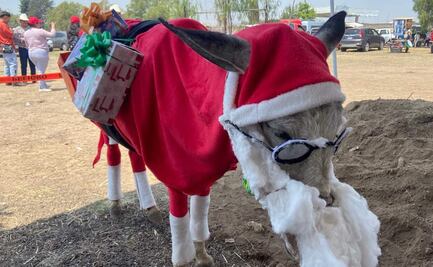 Burros se unen a las celebraciones del Día Internacional del Trabajo en Otumba, Edomex