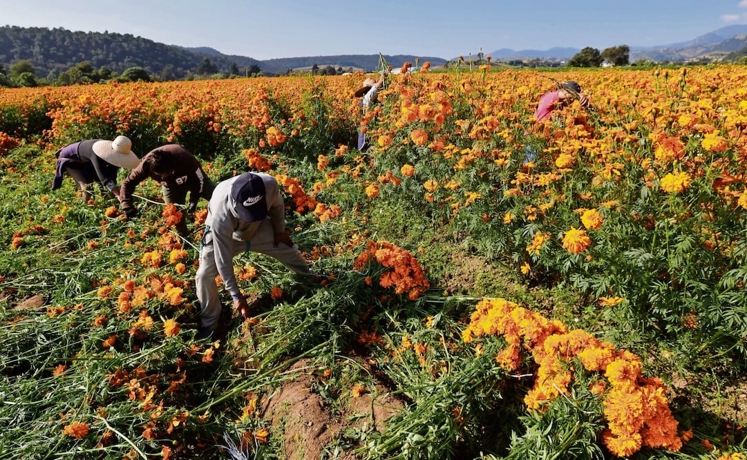 Los habitantes siembran la flor cuatro meses antes. Foto: Jorge Alvarado / EL UNIVERSAL