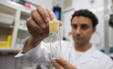 Uno de cada 100 embarazos corre riesgo por zika