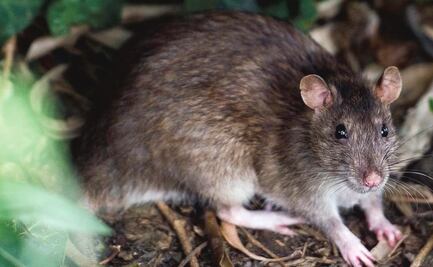 Advierten por plaga de ratas ante poca afluencia en calles por Covid-19 en CDMX