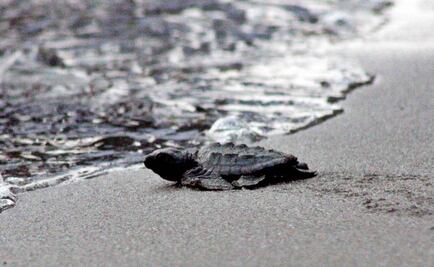 Liberan más de 65 mil crías de tortuga lora en Tamaulipas